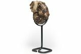 Cretaceous Ammonite (Mammites) Fossil with Metal Stand - Morocco #217435-1